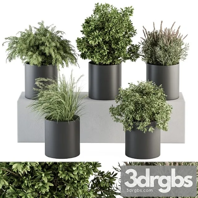 Indoor plant set 305 – small plant pot