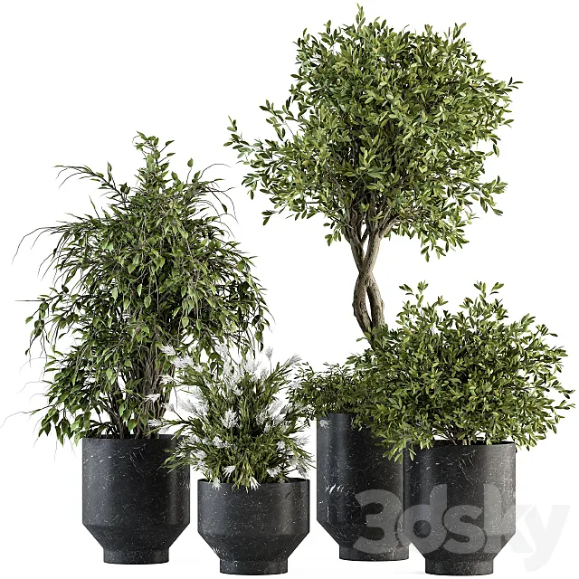 indoor Plant Set 308 – Tree and Plant Set in Black pot 3DSMax File