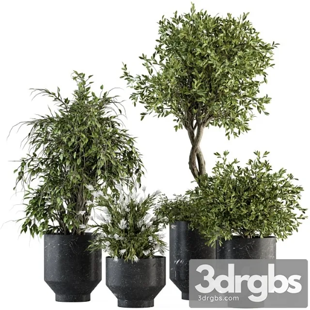 Indoor plant set 308 – tree and plant set in black pot