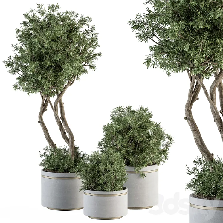 indoor Plant Set 309 – Needle Tree and Bush Set in pot 3DS Max