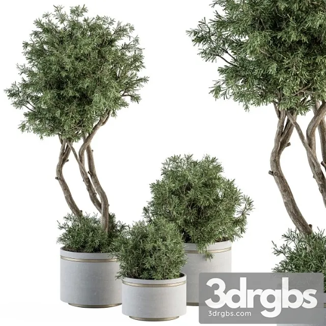 Indoor plant set 309 – needle tree and bush set in pot