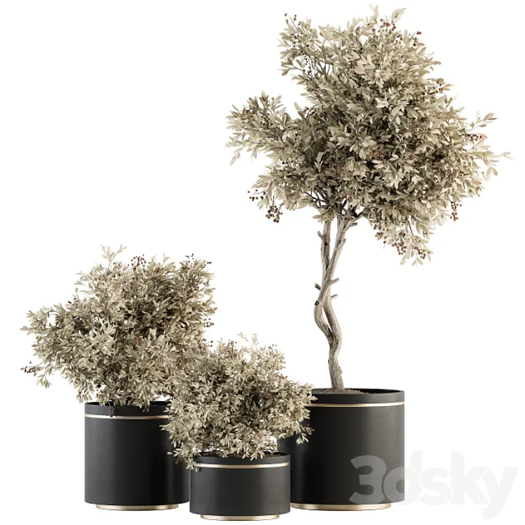 indoor Plant Set 310 – Tree and Plant Set in Black pot 3DS Max