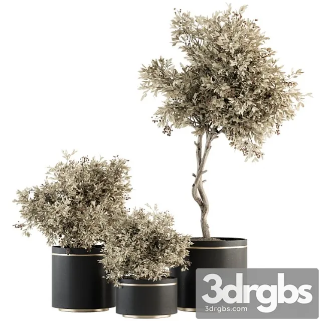 Indoor plant set 310 – tree and plant set in black pot