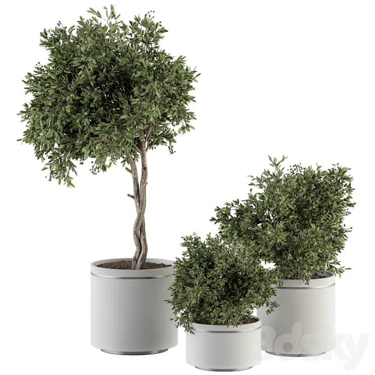 indoor Plant Set 311 – Tree and Plant Set in Black pot 3DS Max