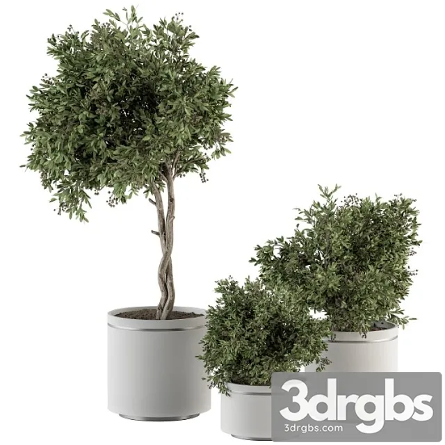 Indoor plant set 311 – tree and plant set in black pot