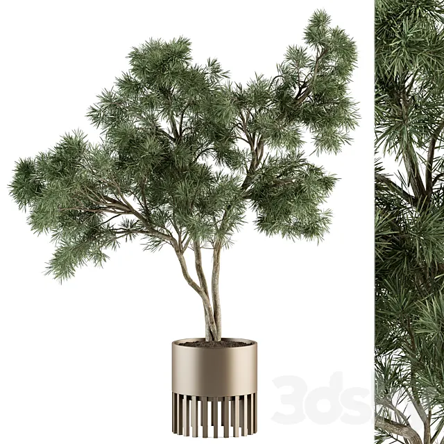 indoor Plant Set 337 – Tree in Gold pot 3DSMax File