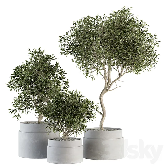 indoor Plant Set 340- Tree and Plant Set in pot 3DSMax File