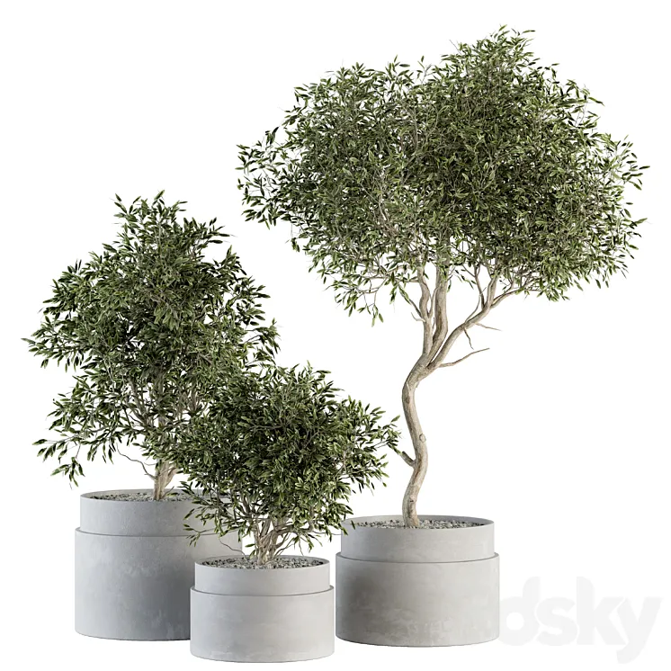 indoor Plant Set 340- Tree and Plant Set in pot 3DS Max Model