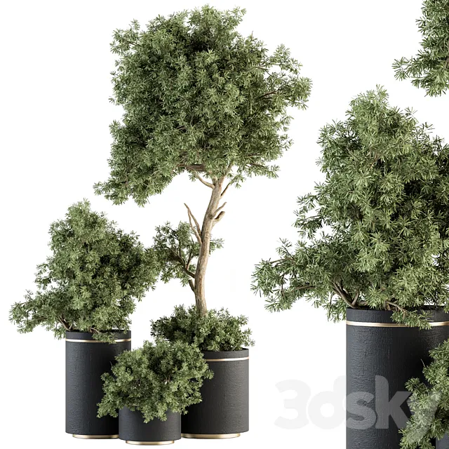 indoor Plant Set 344- Tree and Plant Set in pot 3ds Max