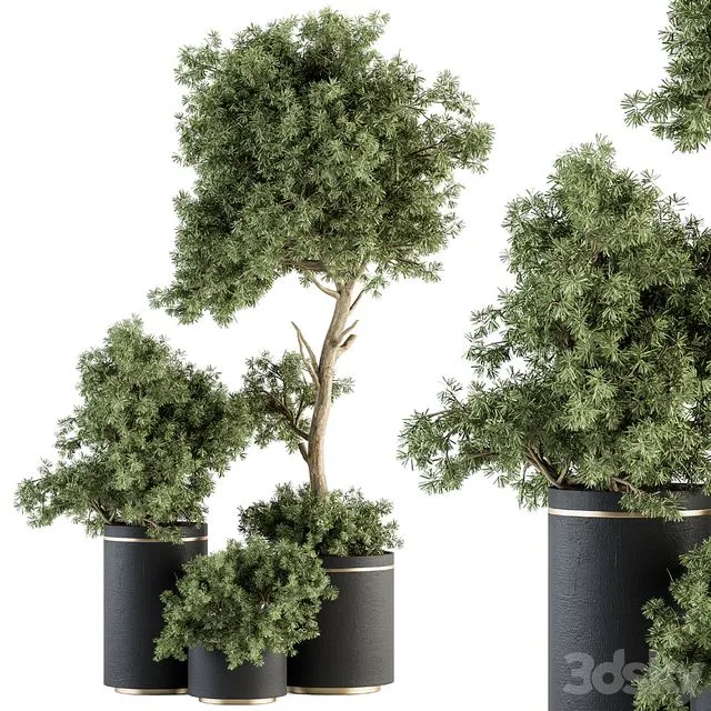 Indoor Plant Set 344- Tree and Plant Set in pot 3dsMax Model
