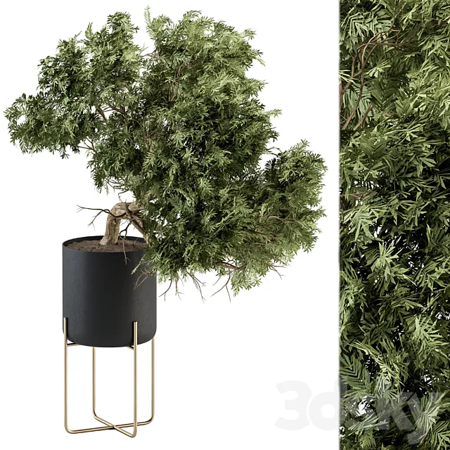 indoor Plant Set 345 – Tree in Black pot 3DSMax File
