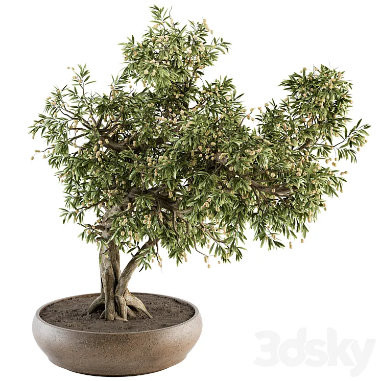 indoor Plant Set 347 – Bonsai Plant in pot 3DS Max Model