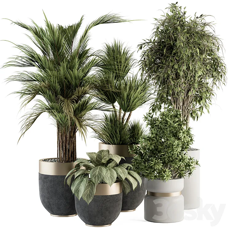 indoor Plant Set 362- Tree and Plant Set in Black and Gray pot 3DS Max Model