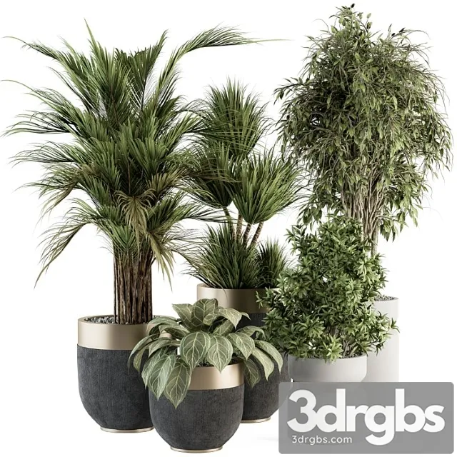 Indoor plant set 362- tree and plant set in black and gray pot