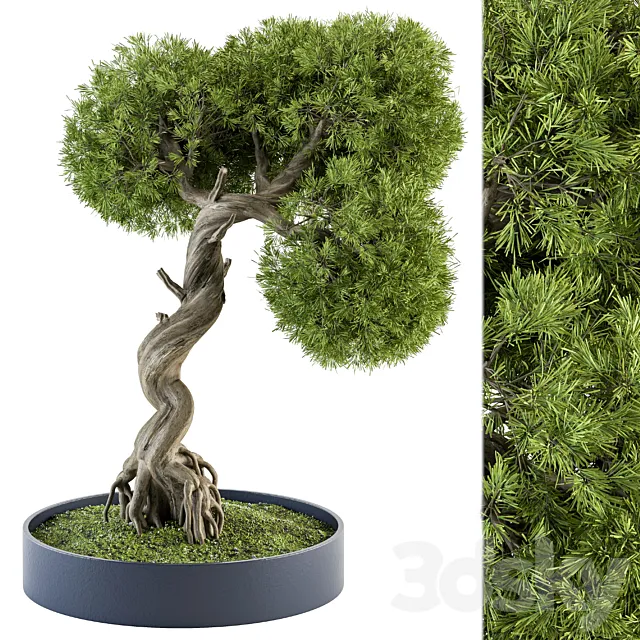 indoor Plant Set 368 – Bonsai Plant in pot 3DSMax File