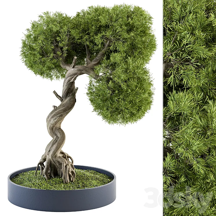 indoor Plant Set 368 – Bonsai Plant in pot 3DS Max Model