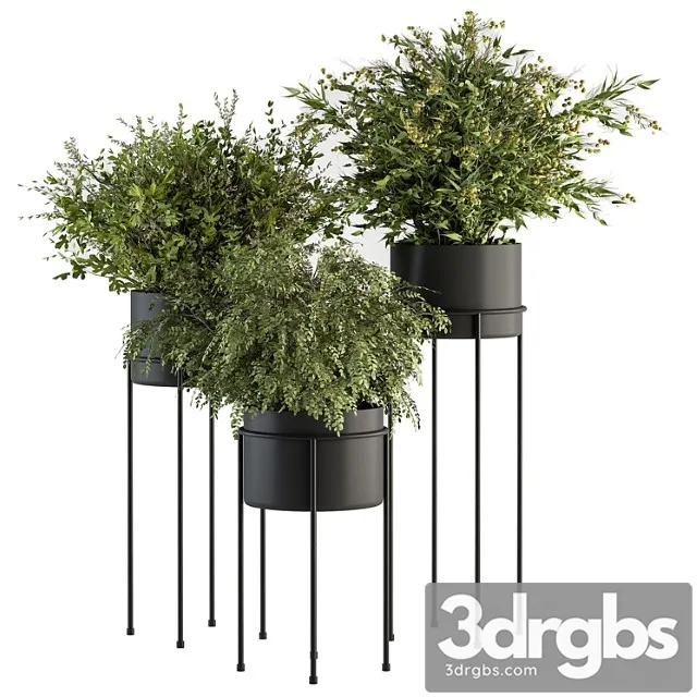 Indoor plant set 371- bush and plant set in black stand