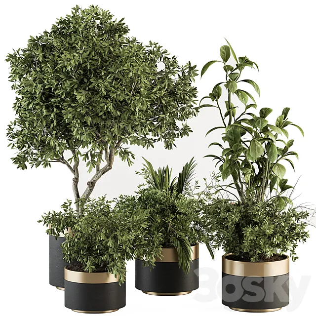 indoor Plant Set 373- Tree and Plant Set in pot 3DS Max Model