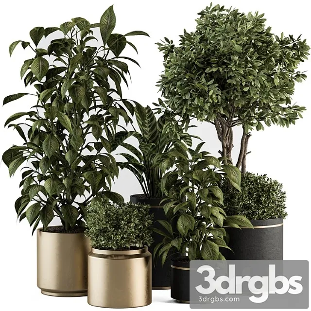 Indoor plant set 378- tree and plant set in pot