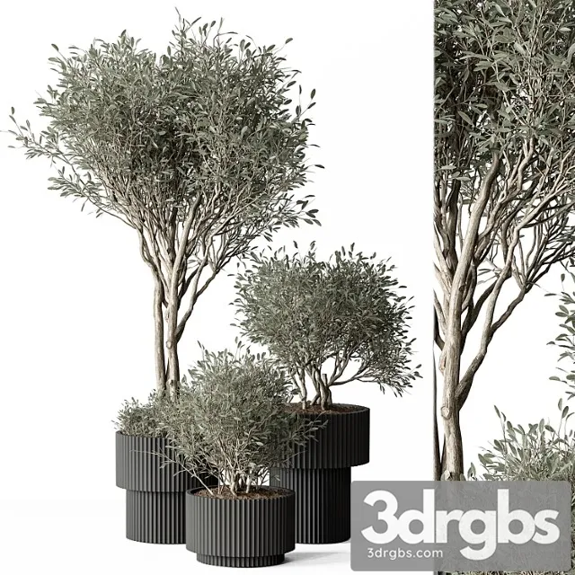 Indoor plant set 387- tree and plant set in pot
