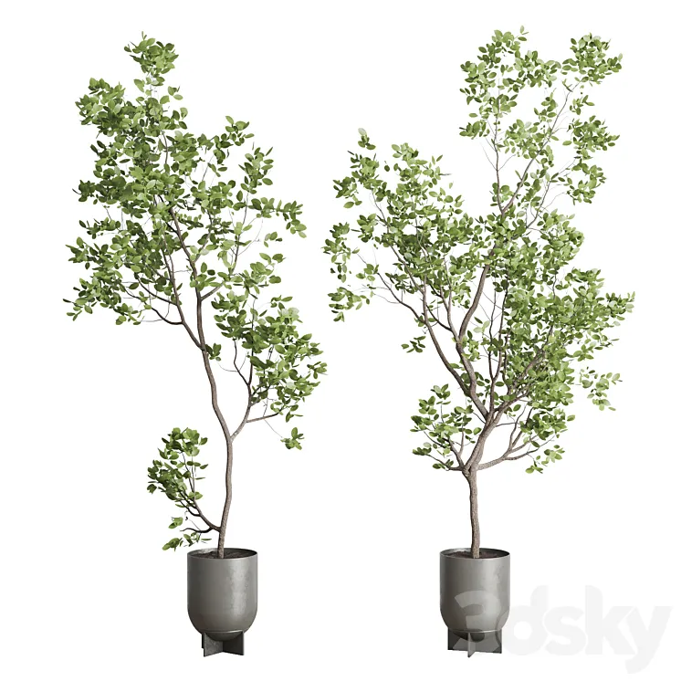 indoor plant set 397 pot tree in a concrete dirt vase 3DS Max Model