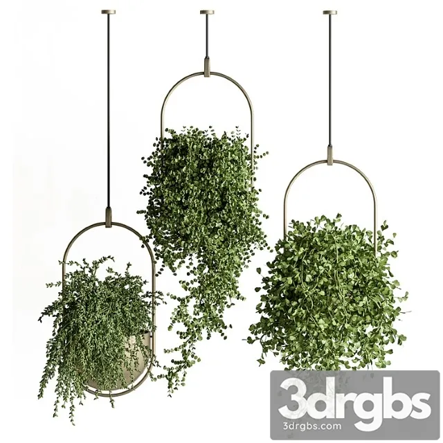 Indoor plant set 410 – hanging plants