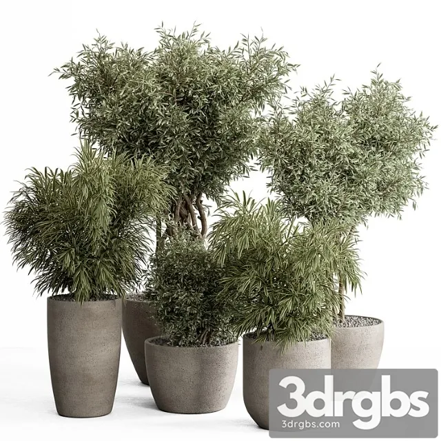 Indoor plant set 417 – tree and bush