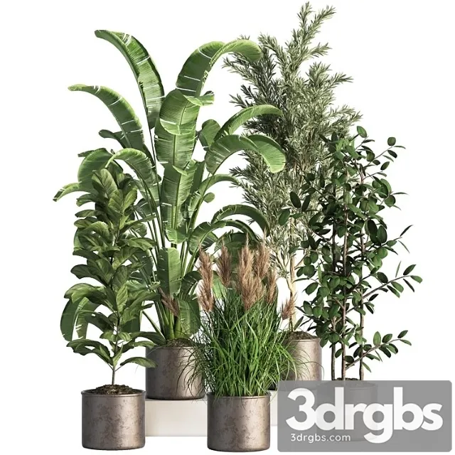 Indoor Plant Set 43