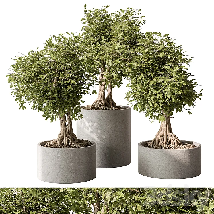 indoor Plant Set 440 – Bonsai 3DS Max Model