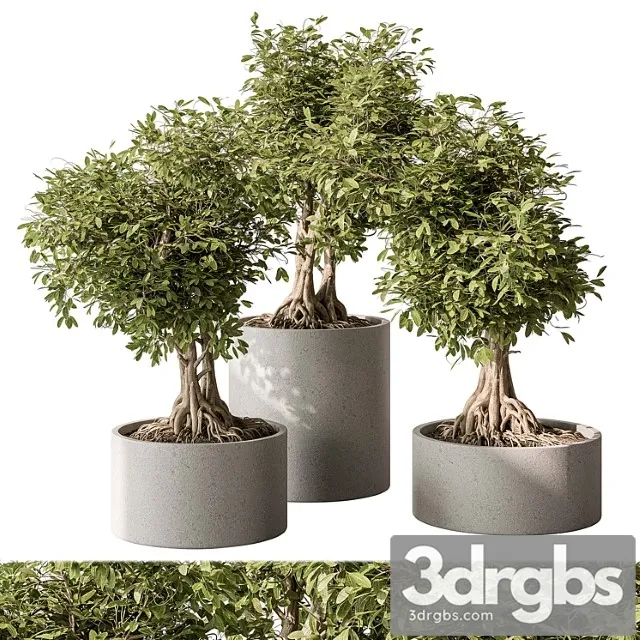 Indoor plant set 440 – bonsai