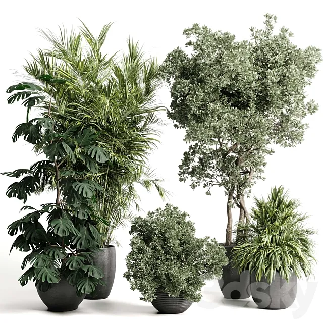 indoor plant set 452 plant bush monstera tree vase dirty concrete 3ds Max