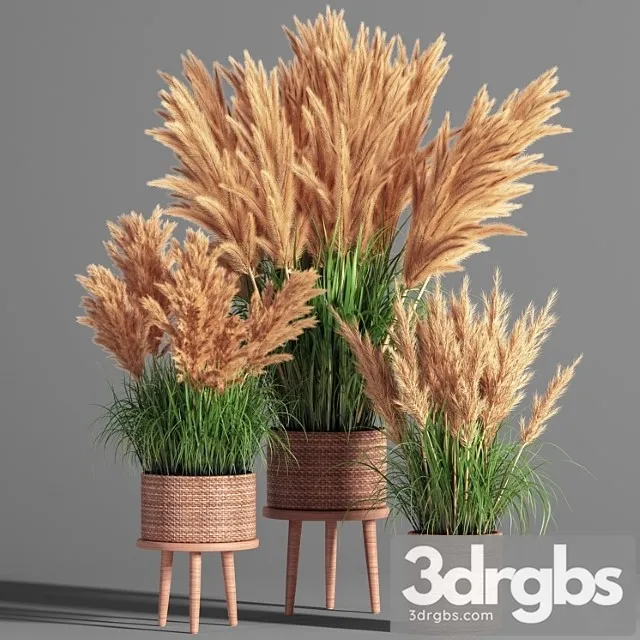 Indoor Plant Set 49 (pampas)