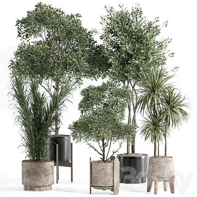 Indoor Plant Set 70 3ds Max