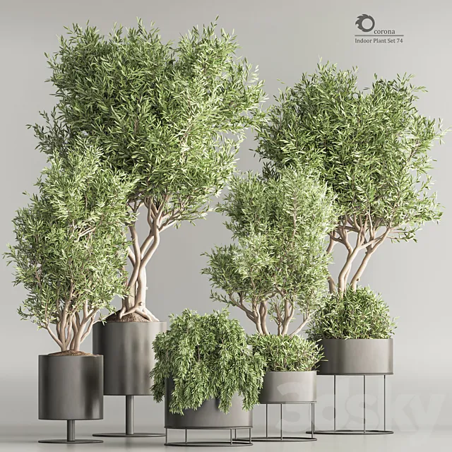 Indoor Plant Set 74(Corona) 3ds Max