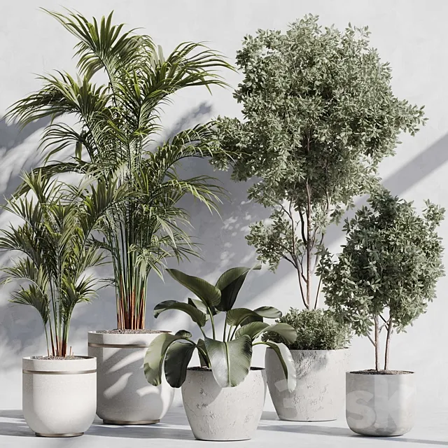 indoor plant set 87 3dsMax Model