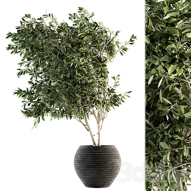 indoor Plant Set 87 – olive 3DSMax File