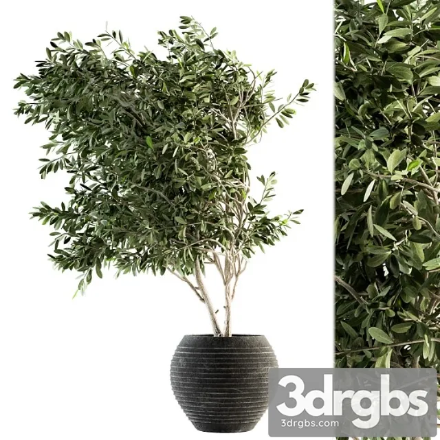 Indoor plant set 87 – olive