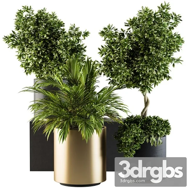 Indoor plant set 90 – black and gold
