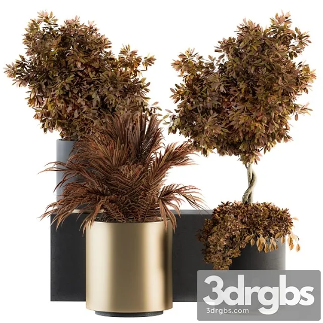 Indoor plant set 91 – black and gold (red plant)