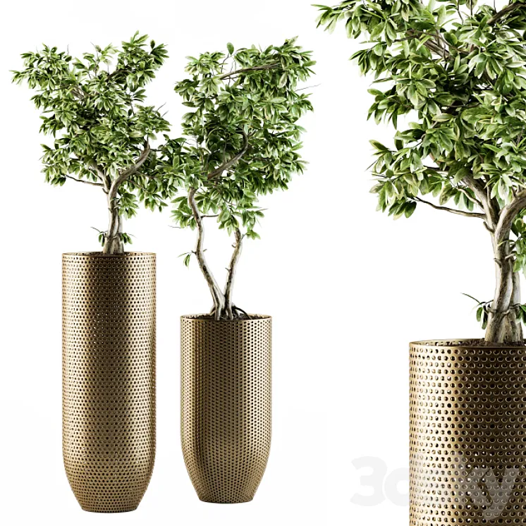 indoor Plant Set 91 – bonsai ficus benjamina 3DS Max
