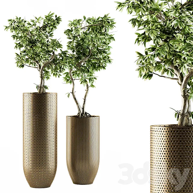 indoor Plant Set 91 – bonsai ficus benjamina 3DSMax File
