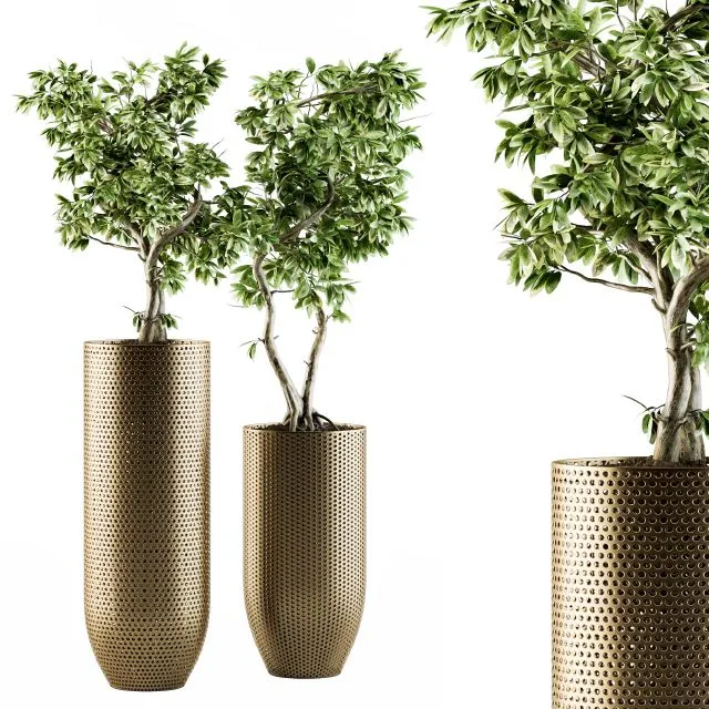 indoor Plant Set 91 – bonsai ficus benjamina 3dsMax Model