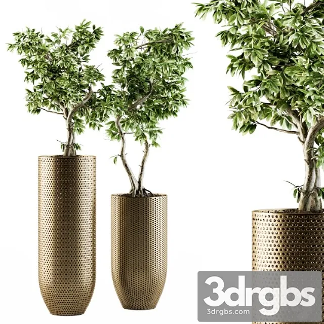 Indoor plant set 91 – bonsai ficus benjamina