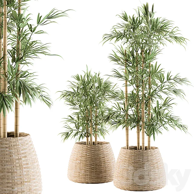 indoor Plant Set 93 – Palm in Mat Pot 3DSMax File