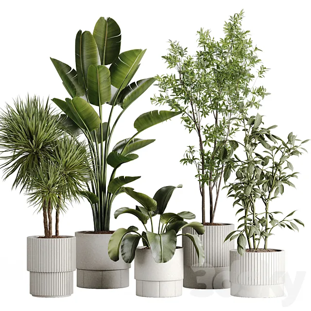 Indoor Plant Set 95 3dsMax Model