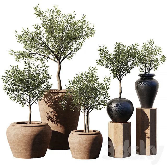 Indoor Plant Set V11 – Olive Old Pot 3DS Max Model