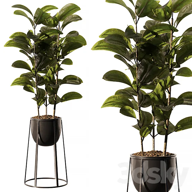 Indoor Plant SetV18 – Ficus Stand Pot 3DS Max Model