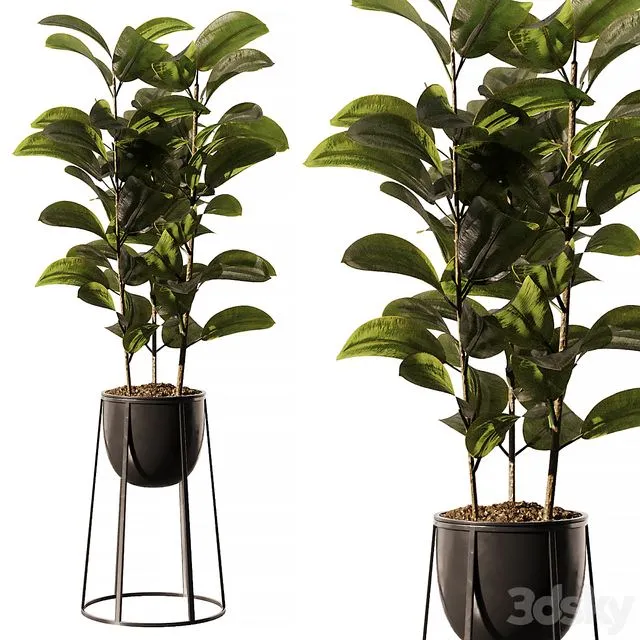 Indoor Plant SetV18 – Ficus Stand Pot 3dsMax Model