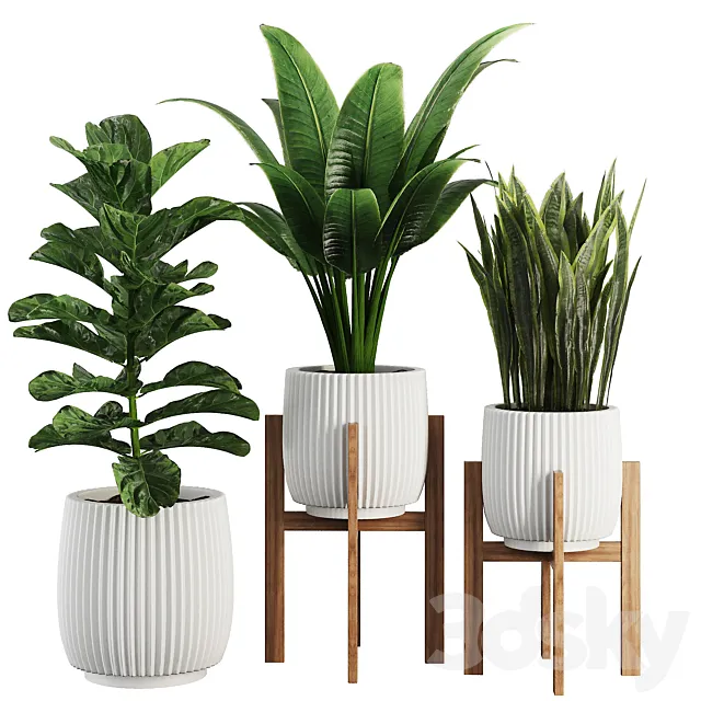 Indoor Plant SetV30 – Sansevieria Banana Ficus 3ds Max