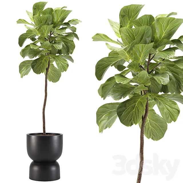 indoor plants-008-ficus 3DSMax File